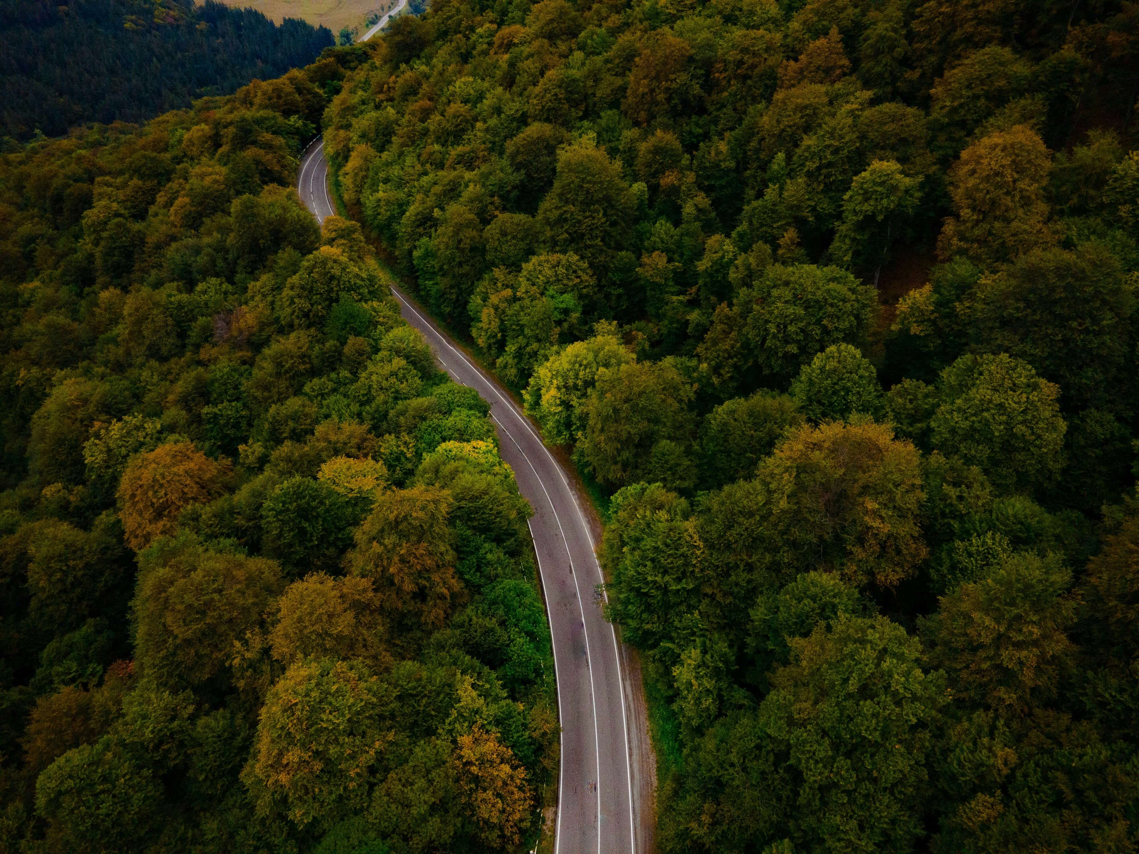 Lange Straße durch einen Wald